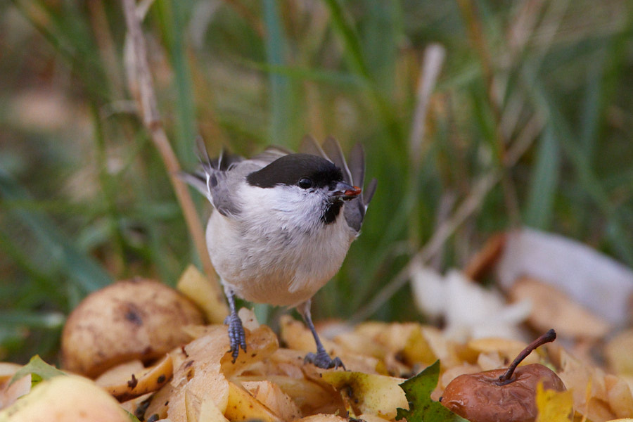 Marsh Tit with apple seed