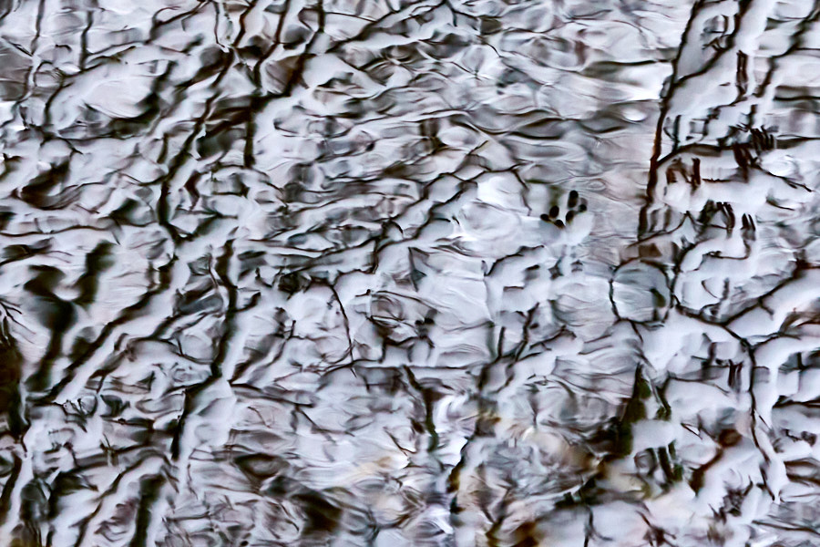 Water mirror under Alders