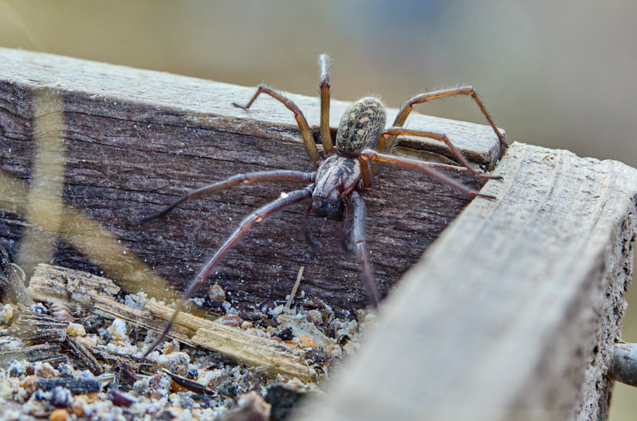 Keskeuroopa majaämblik