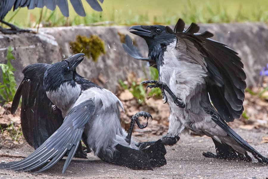 Hooded Crows are fighting
