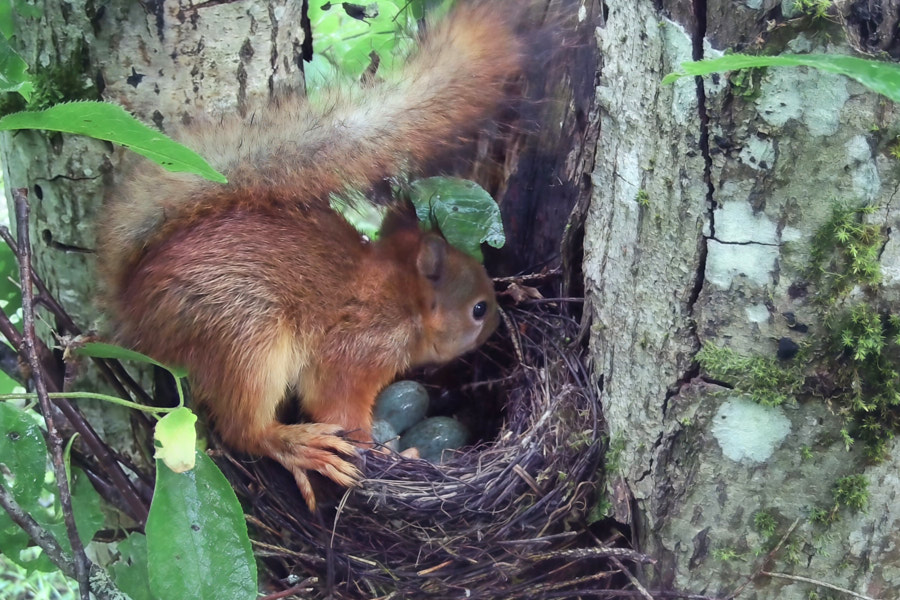 Orav uurib musträsta maha jäetud pesa