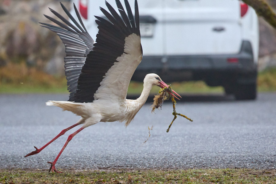 White Stork with nest material