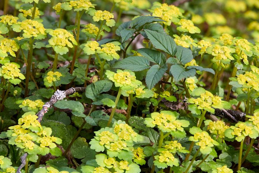 Alternate-leaved Golden Saxifrage