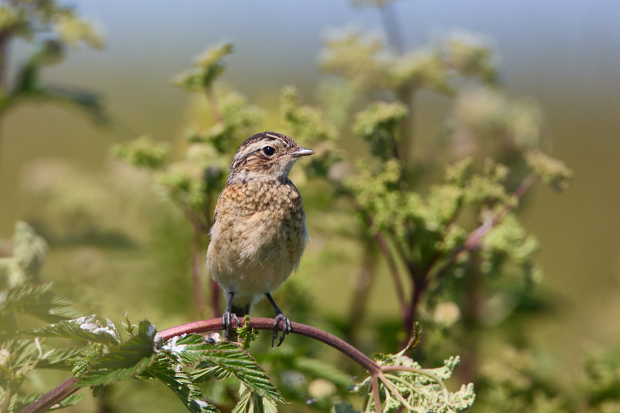 Whinchat