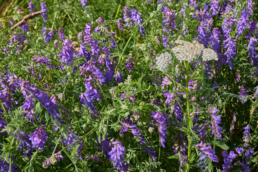 Tufted Vetch
