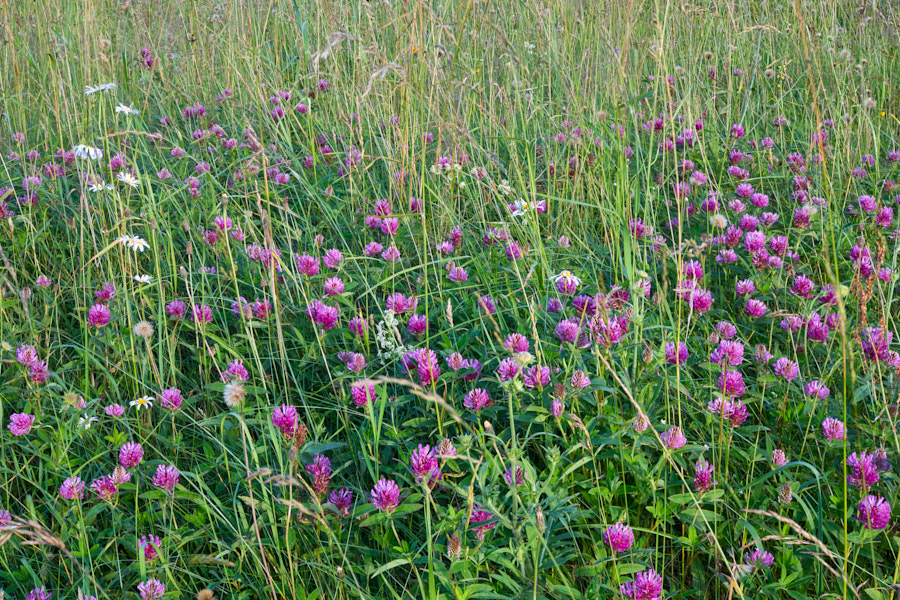 Keskmine ristik. Hinnomäe