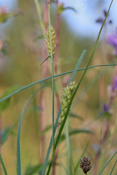 Hairy Sedge