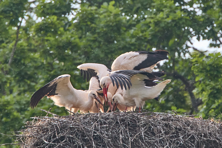 White Stork feeds five chicks