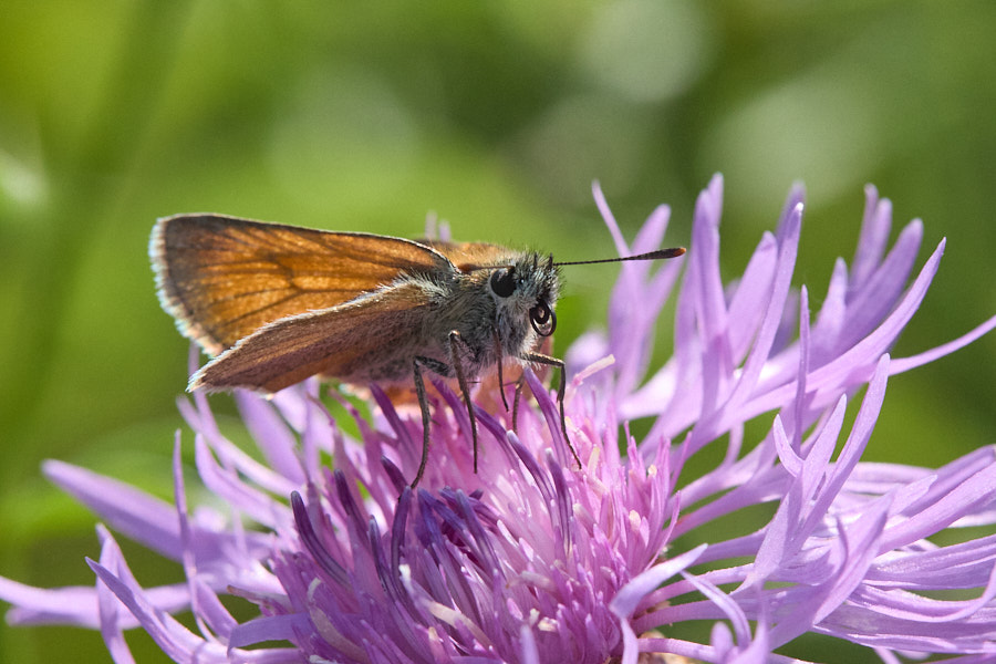 Small Skipper
