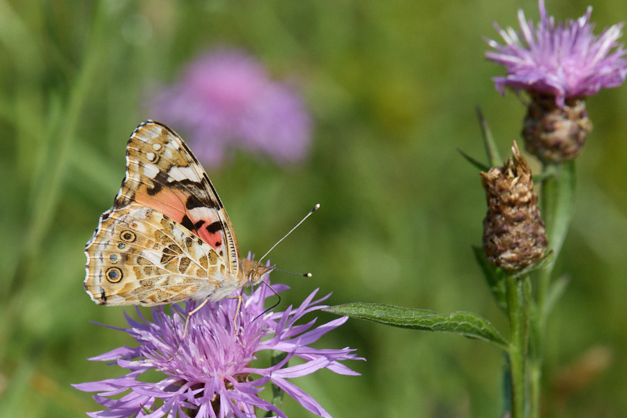Painted Lady