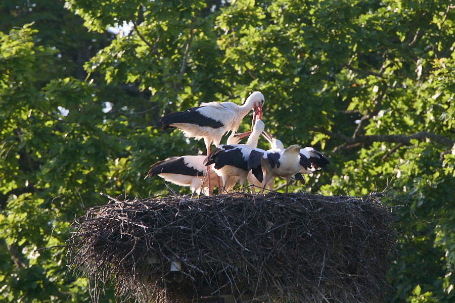 Valge-toonekurg toidab viit poega