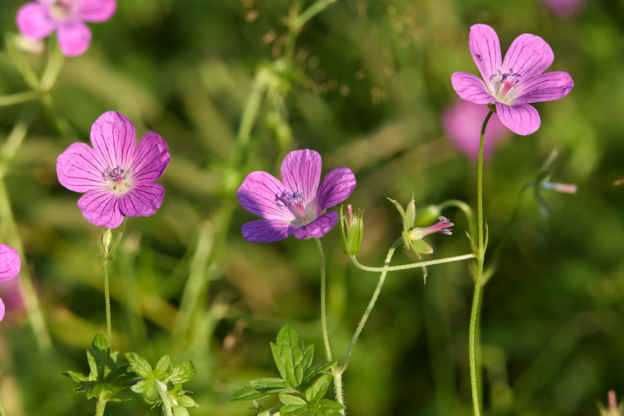 Marsh Cranesbill