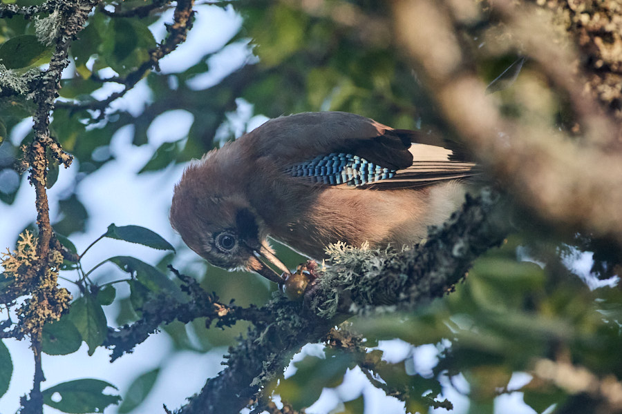 Pasknäär sööb karusmarja