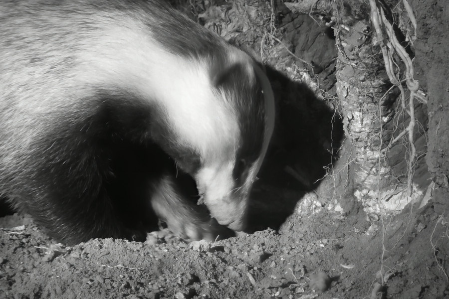 Mäger kaevab lahti herilasepesa