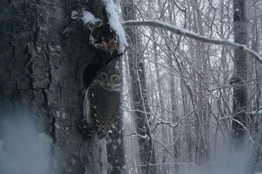 Pygmy Owl inspecting an aspen cavity