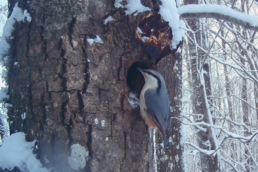 Puukoristaja uudistab haavapuu õõnsust