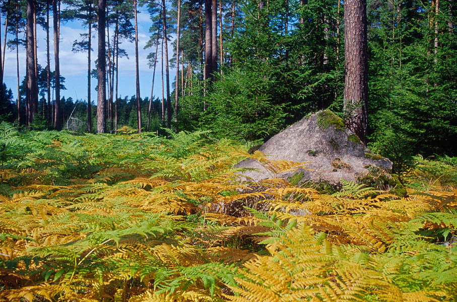 Metsalagendik kilpjalgadega